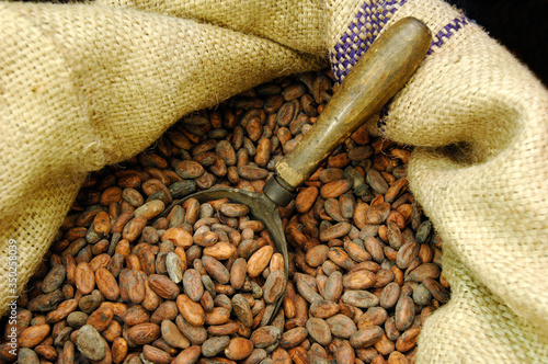 cocoa beans ready for sale with a wooden ladle inside a bag of yuta photo