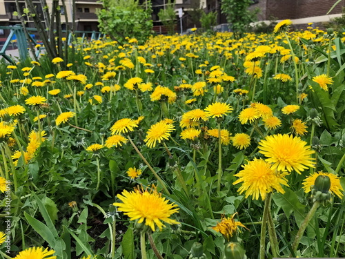 Blooming dandelions on a city lawn.