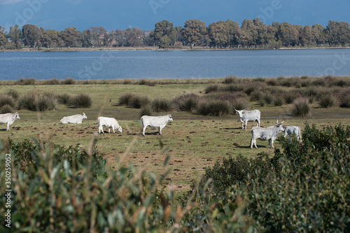 group of Marche cows grazing freely with a coastal lake in the background photo