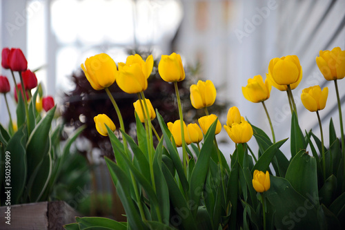 Tulipes au printemps photo