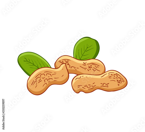 Peanut illustration isolated on white background. Flat icon of nuts. Vector image of  peanuts in shell.