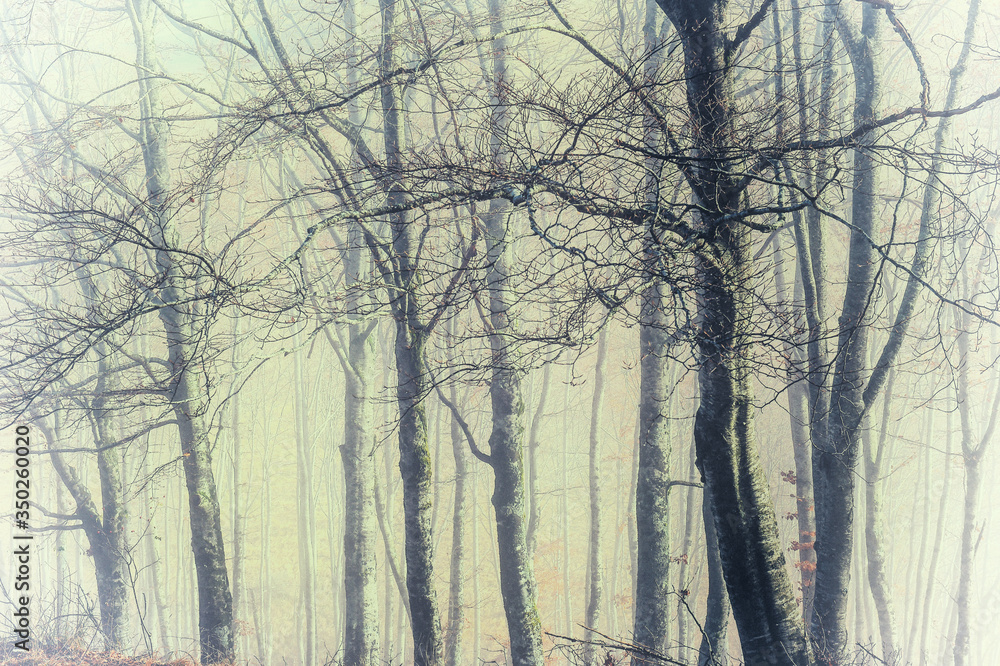 creative shot the morning mist in a group of beech trees in the mountains and the light through the trees and the fog creates a magical atmosphere with vintage and instagram colors creative shot the morning mist in a group of beech trees in the mountains and the light through the trees and the fog creates a magical atmosphere with vintage and instagram colors