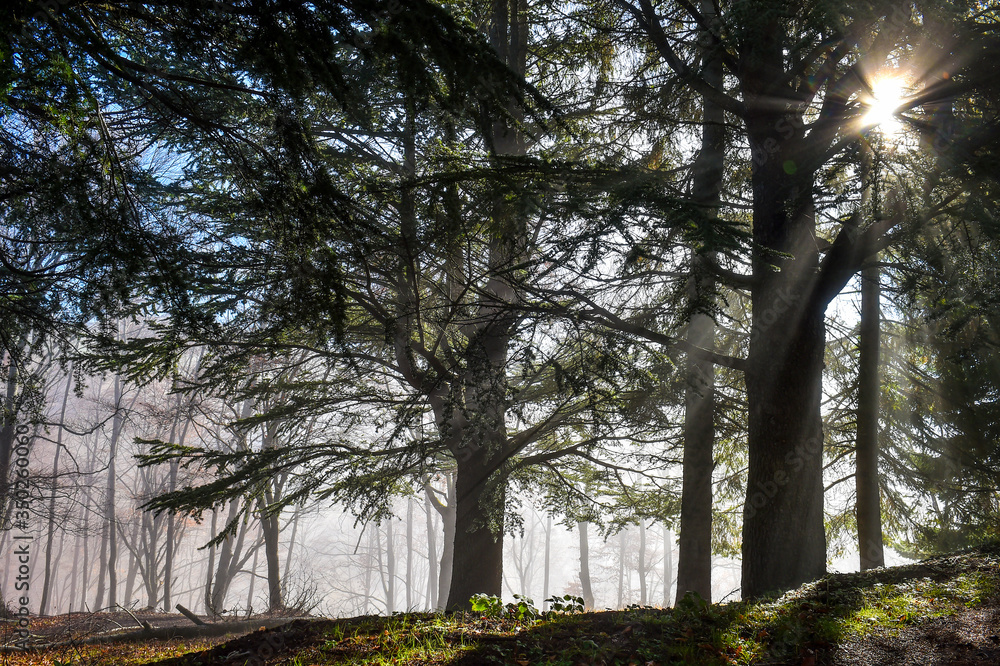 creative shot the morning mist in a group of fir trees and the sun filters with the light through the trees creating a magical atmosphere