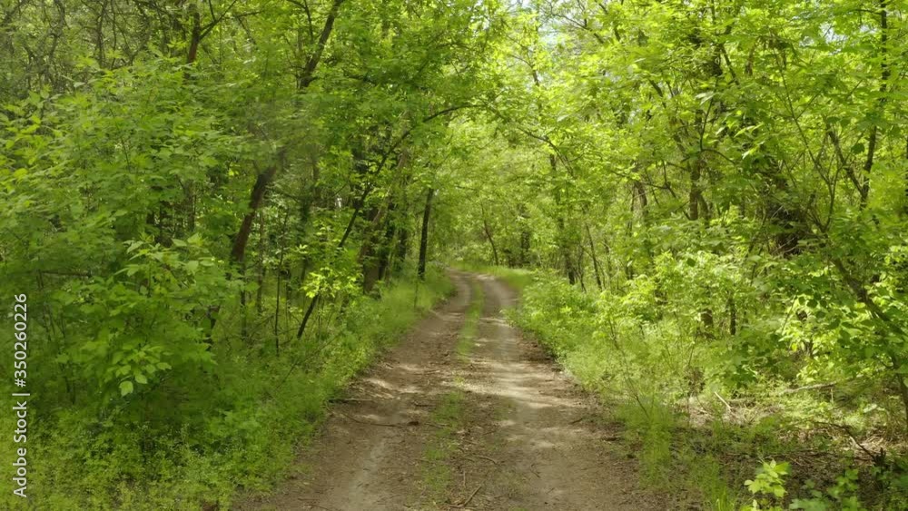 Beautiful view of road in forest on sunny day. Slow motion effect Beautiful view of road in forest on sunny day. Slow motion effect