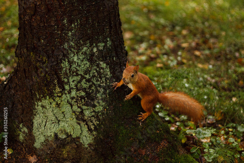 squirrel on a tree © Людмила Кошелева