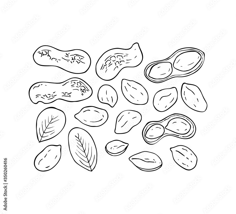 Set of peanut images isolated on white background. Ink sketch of nuts. Hand drawn vector illustration. Peanuts, nuts in shell and leaves. Set of peanut images isolated on white background. Ink sketch of nuts. Hand drawn vector illustration. Peanuts, nuts in shell and leaves.
