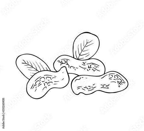Hand drawn peanut illustration isolated on white background. Ink sketch of nuts. Vector image of  peanuts in shell.
