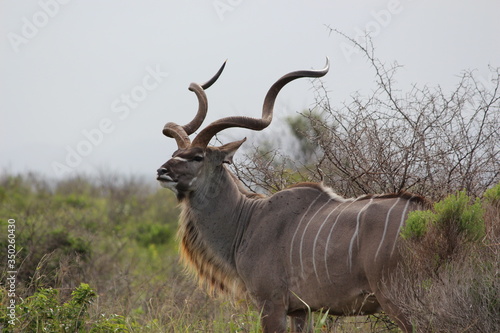 kudu in the wild photo