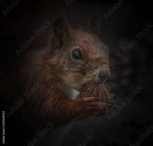 Fressendes Eichhörnchen Porträt © Micha Trillhaase