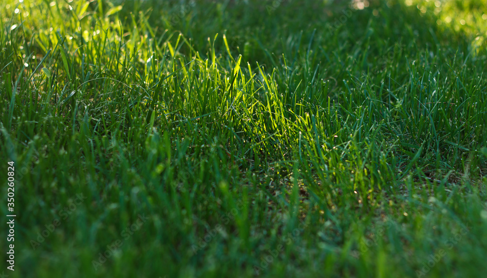 Naklejka premium Green juicy grass grows spring on lawn