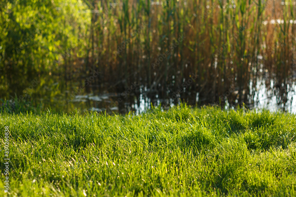 Obraz premium Thick green juicy grass grows in spring next to river and cane