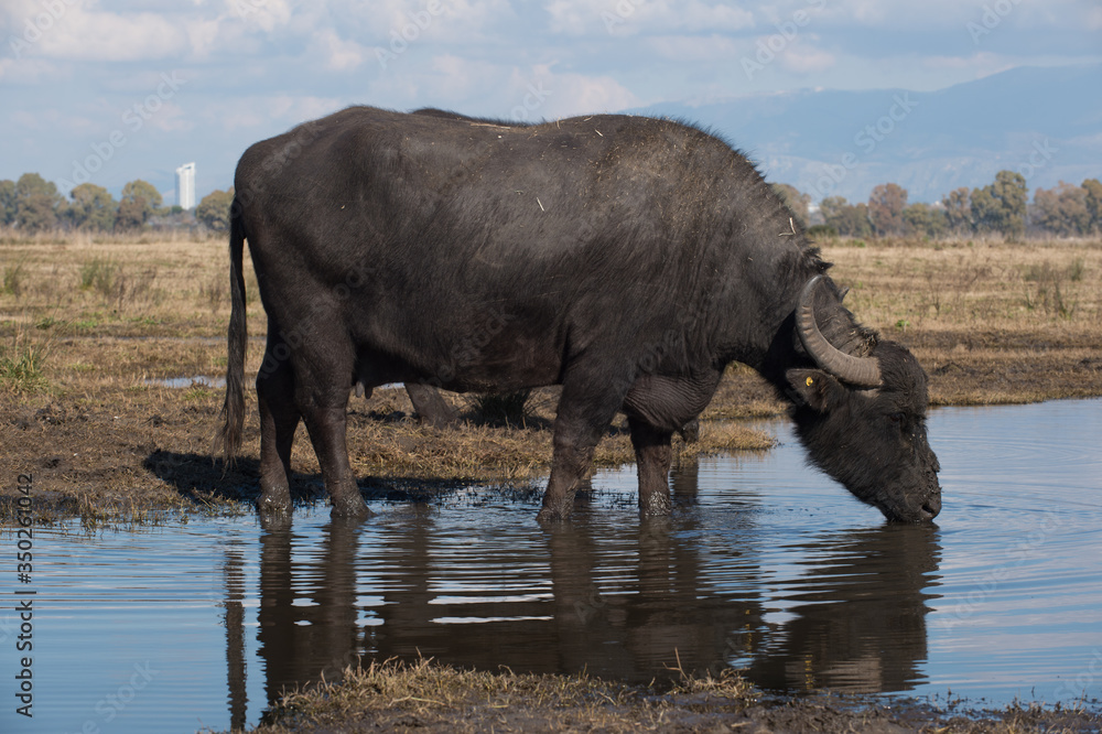 wild breeding of buffalo cows for the production of meat and milk used to produce the DOP buffalo mozzarella in southern Italy with a large pool where they can swim wild breeding of buffalo cows for the production of meat and milk used to produce the DOP buffalo mozzarella in southern Italy with a large pool where they can swim