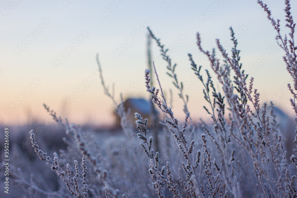 early morning in frozen field
