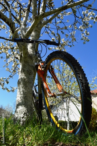 a bicycle under a blossoming cherry tree