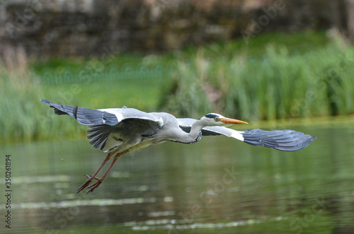 A grey heron flying over water