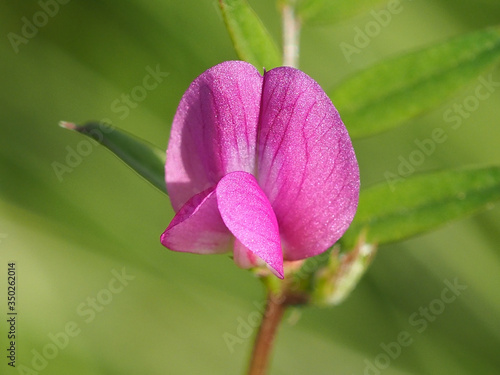 Garden Vetch (Vicia sativa) photo