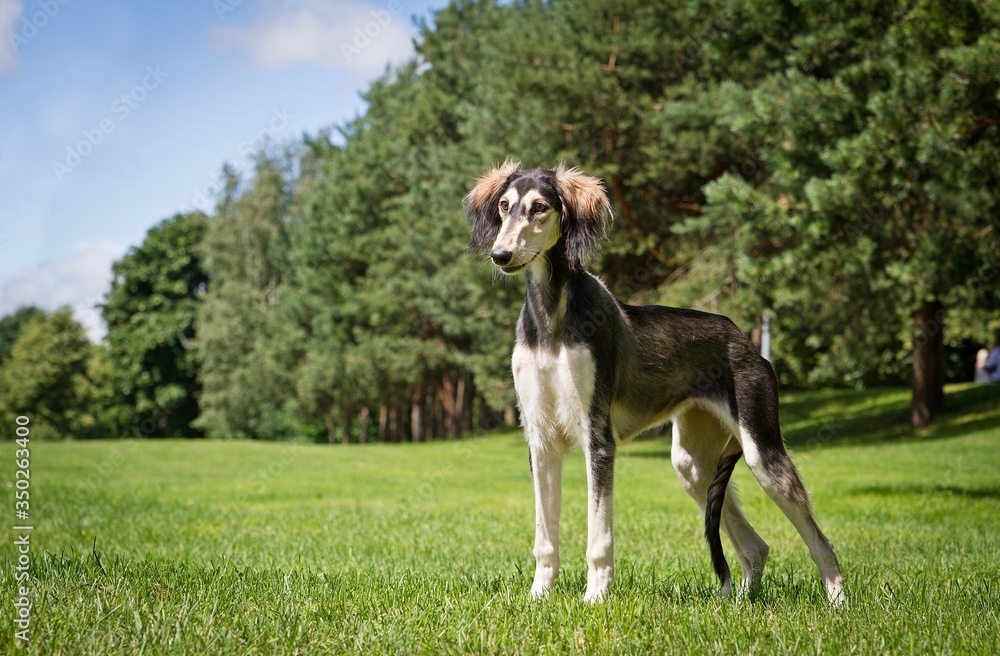 Saluki dog portrait outside. happy dog in nature	