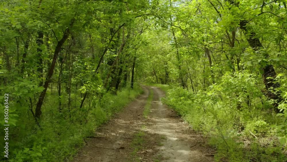 Beautiful view of road in forest on sunny day. Slow motion effect Beautiful view of road in forest on sunny day. Slow motion effect