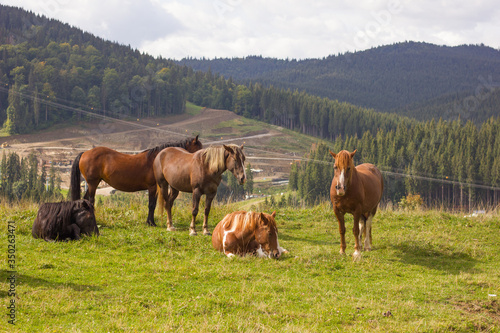 herd of horses in the mountains © Алексей Гуменюк