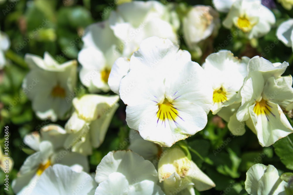 Fototapeta premium White Flower Pansies