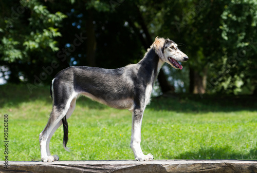 Saluki dog portrait outside. happy dog in nature 