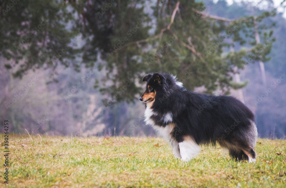 Sheltie portrait in the nature outside. Sheltie portrait in the nature outside.