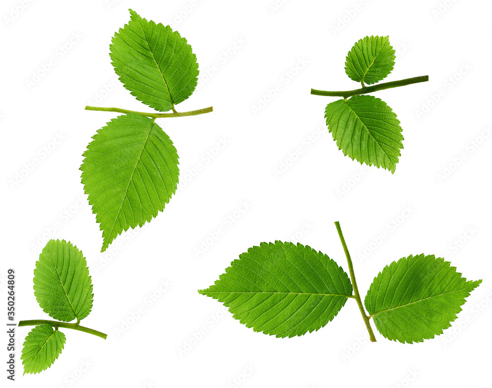 Green leaves hazelnut on branch isolated on white. Full depth of field. Green leaves hazelnut on branch isolated on white. Full depth of field.