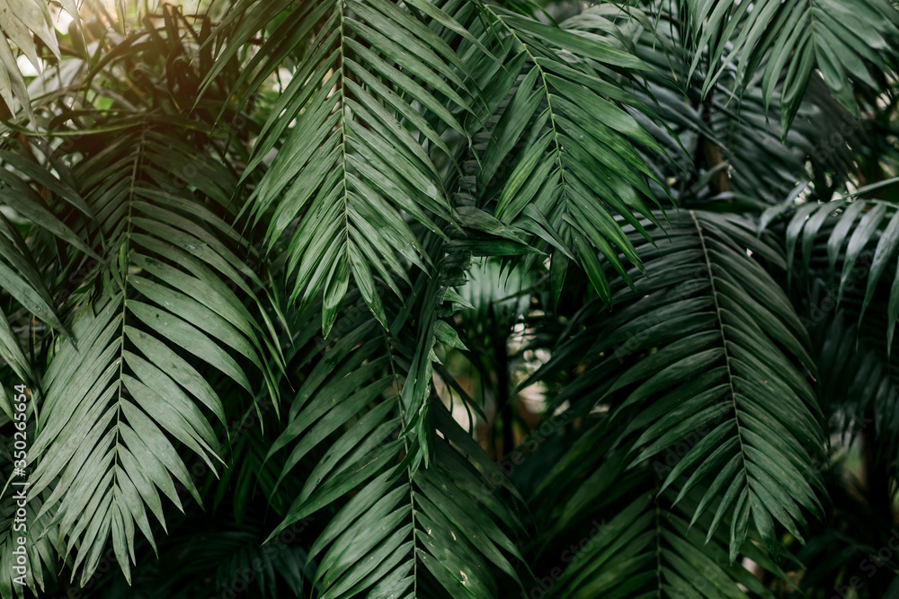 Fototapeta premium Beautiful green tropical exotic forest