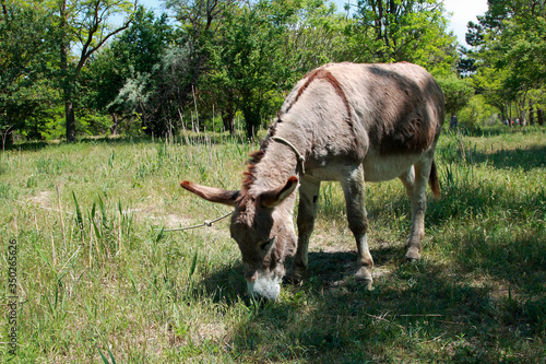 Fototapeta Naklejka Na Ścianę i Meble -  a donkey grazes in nature