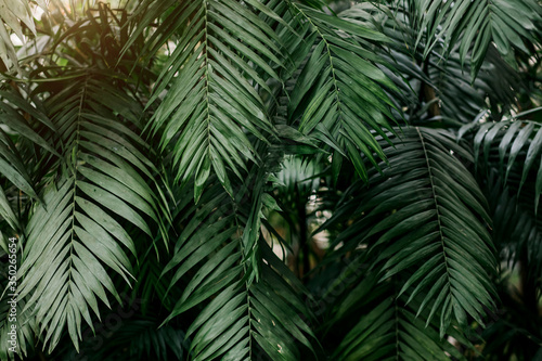 Beautiful green tropical exotic forest © liliyabatyrova
