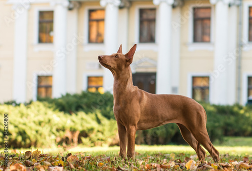 Foto Pharaon dog posing outside in beautiful autumn park.