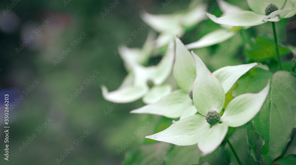 Obraz premium White beautiful, unusual flowers, on a green background. Web banner, copy space.