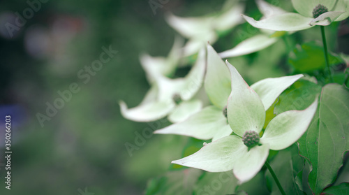 White beautiful, unusual flowers, on a green background. Web banner, copy space.