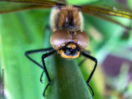 Dragonfly eyes close up. Macro photo. Soft selective focus.