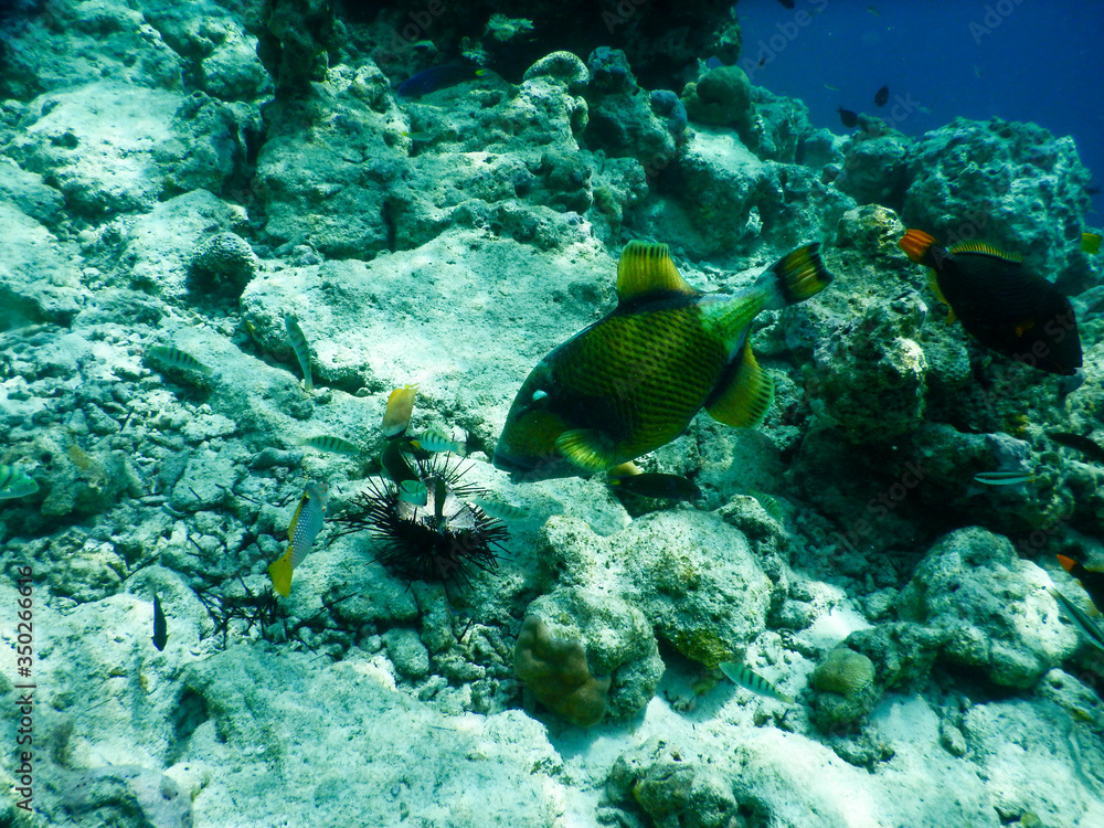 Fototapeta premium sea backgrounds