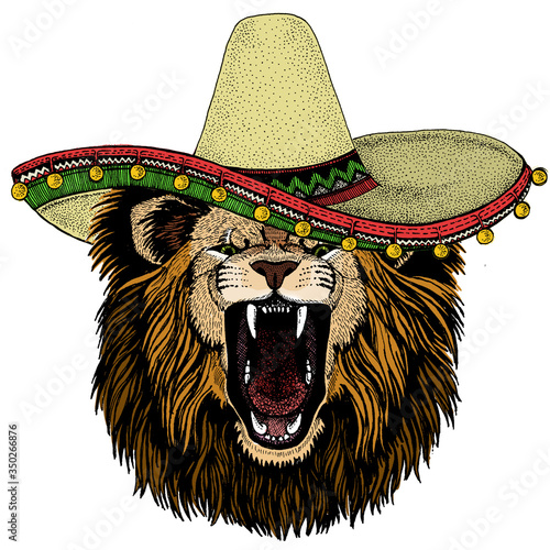 Lion. Sombrero mexican hat. Wild animal portrait. Face of african cat.