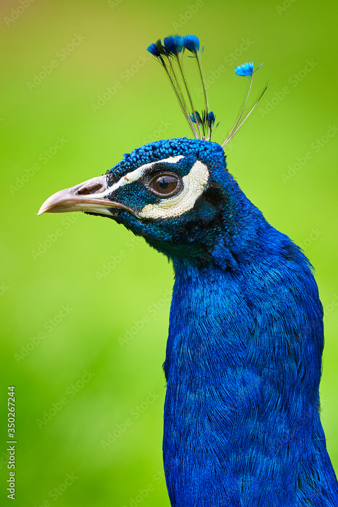 Indian peafowl head closeup (Pavo cristatus) Indian peafowl head closeup (Pavo cristatus)