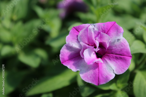 violet flower in the garden
