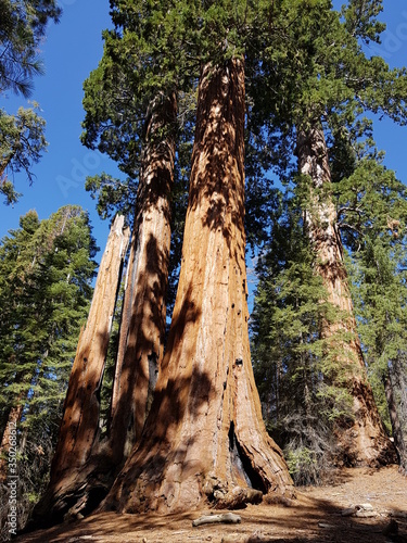 old tree in forest in sequoia national park California , usa