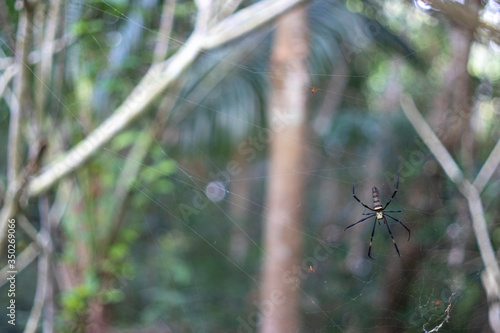Spider on web in nature forest
