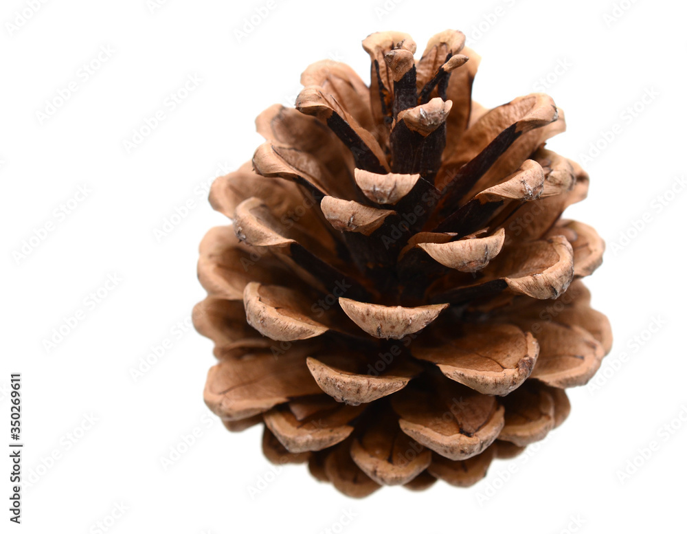 Pine cone on white background Pine cone on white background