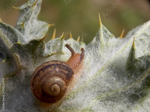 a small snail on a cactus leaf