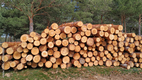 Freshly cut pine trunks in the north of the province of Palencia, Spain.