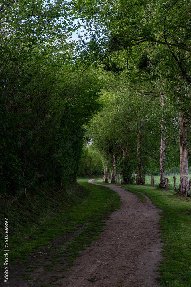 Obraz premium Weg ins Grüne