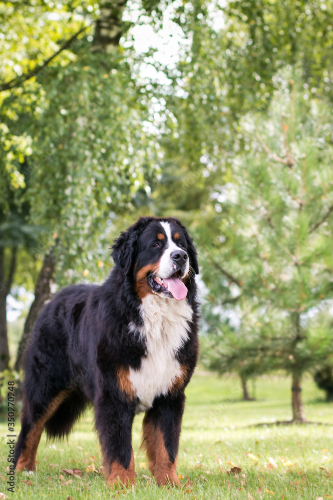 Bernese mountain dog in green park background. Active and funny bernese.