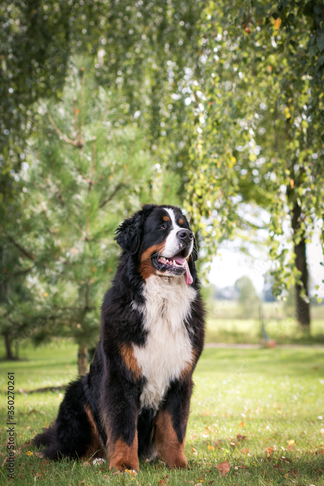 Bernese mountain dog in green park background. Active and funny bernese. Bernese mountain dog in green park background. Active and funny bernese.
