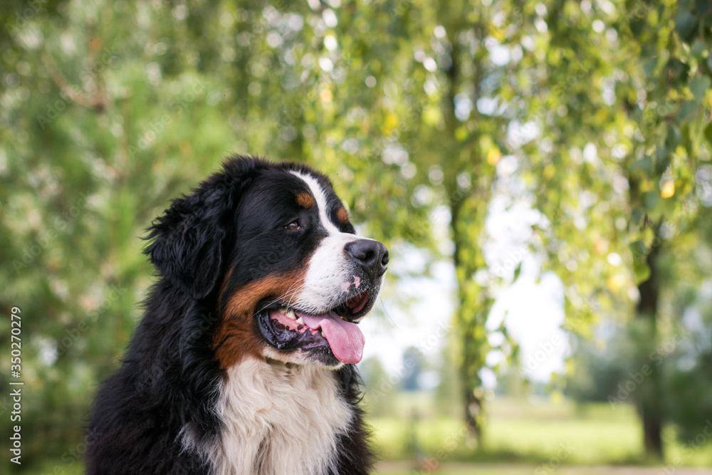 Bernese mountain dog in green park background. Active and funny bernese.	