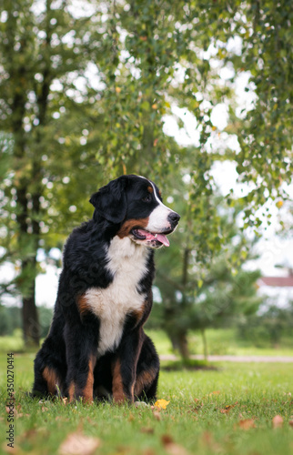 Bernese mountain dog in green park background. Active and funny bernese. 