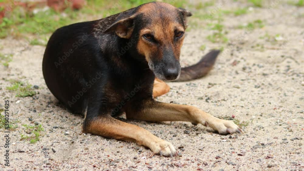 cute indian brown dog sitting on sand, looking at the camera with a unique smile. cute indian brown dog sitting on sand, looking at the camera with a unique smile.