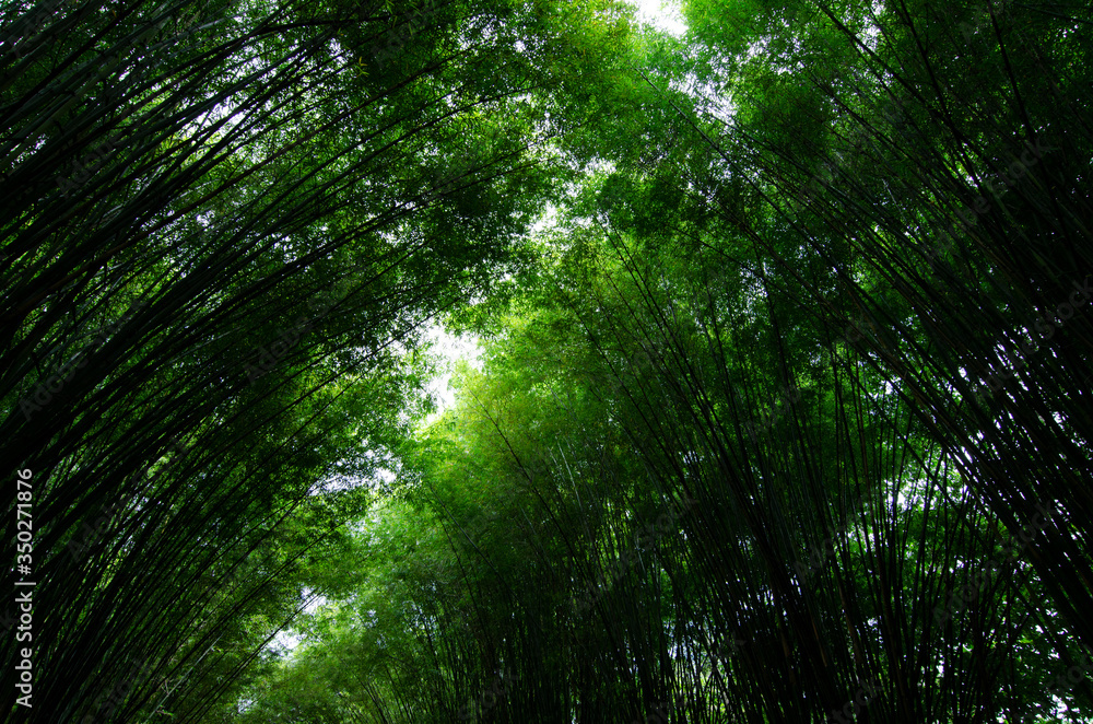 Naklejka premium Bamboo in the forest nature in dark tone for background.